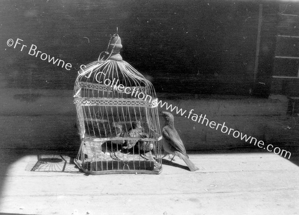 THRUSHES IN CAGE